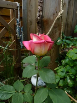 Edelrose 'Acapella' ® -Deutschland Garten Funk Verkaufs-Shop edelrose acapella m005838 1214579 1