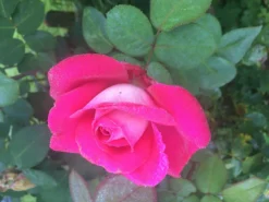 Edelrose 'Acapella' ® -Deutschland Garten Funk Verkaufs-Shop edelrose acapella m005838 643450 0