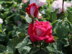 Edelrose 'Acapella' ®