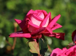 Edelrose 'Acapella' ® -Deutschland Garten Funk Verkaufs-Shop edelrose acapella m005838 w 0