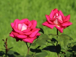 Edelrose 'Acapella' ® -Deutschland Garten Funk Verkaufs-Shop edelrose acapella m005838 w 1