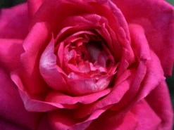 Edelrose 'Acapella' ® -Deutschland Garten Funk Verkaufs-Shop edelrose acapella m005838 w 10