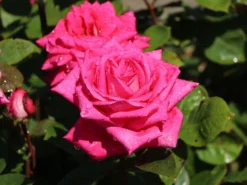 Edelrose 'Acapella' ® -Deutschland Garten Funk Verkaufs-Shop edelrose acapella m005838 w 2