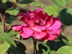 Edelrose 'Acapella' ® -Deutschland Garten Funk Verkaufs-Shop edelrose acapella m005838 w 4