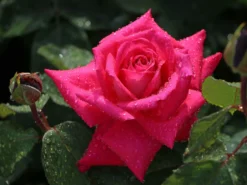 Edelrose 'Acapella' ® -Deutschland Garten Funk Verkaufs-Shop edelrose acapella m005838 w 7