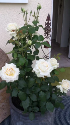 Edelrose 'Ambiente' ® -Deutschland Garten Funk Verkaufs-Shop edelrose ambiente m003494 149368 0