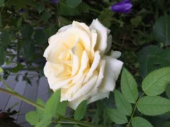 Edelrose 'Ambiente' ® -Deutschland Garten Funk Verkaufs-Shop edelrose ambiente m003494 354658 0