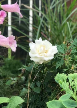 Edelrose 'Ambiente' ® -Deutschland Garten Funk Verkaufs-Shop edelrose ambiente m003494 831627 0