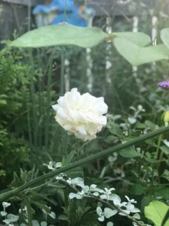 Edelrose 'Ambiente' ® -Deutschland Garten Funk Verkaufs-Shop edelrose ambiente m003494 831627 1