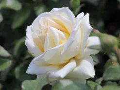 Edelrose 'Ambiente' ® -Deutschland Garten Funk Verkaufs-Shop edelrose ambiente m003494 w 1