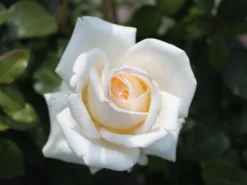 Edelrose 'Ambiente' ® -Deutschland Garten Funk Verkaufs-Shop edelrose ambiente m003494 w 2