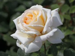 Edelrose 'Ambiente' ® -Deutschland Garten Funk Verkaufs-Shop edelrose ambiente m003494 w 4