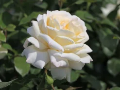 Edelrose 'Ambiente' ® -Deutschland Garten Funk Verkaufs-Shop edelrose ambiente m003494 w 5