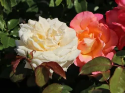 Edelrose 'Ambiente' ® -Deutschland Garten Funk Verkaufs-Shop edelrose ambiente m003494 w 6