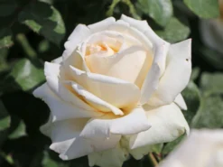 Edelrose 'Ambiente' ® -Deutschland Garten Funk Verkaufs-Shop edelrose ambiente m003494 w 7