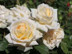 Edelrose 'Ambiente' ® -Deutschland Garten Funk Verkaufs-Shop edelrose ambiente m003494 w 8