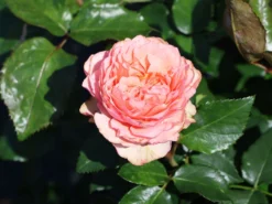 Edelrose 'Amorosa' ®