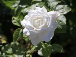 Edelrose 'Annapurna'