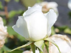 Edelrose 'Annapurna' 15 Edelrose 'Annapurna' -Deutschland Garten Funk Verkaufs-Shop edelrose annapurna m069580 w 0