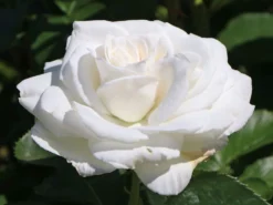 Edelrose 'Annapurna' 13 Edelrose 'Annapurna' -Deutschland Garten Funk Verkaufs-Shop edelrose annapurna m069580 w 1