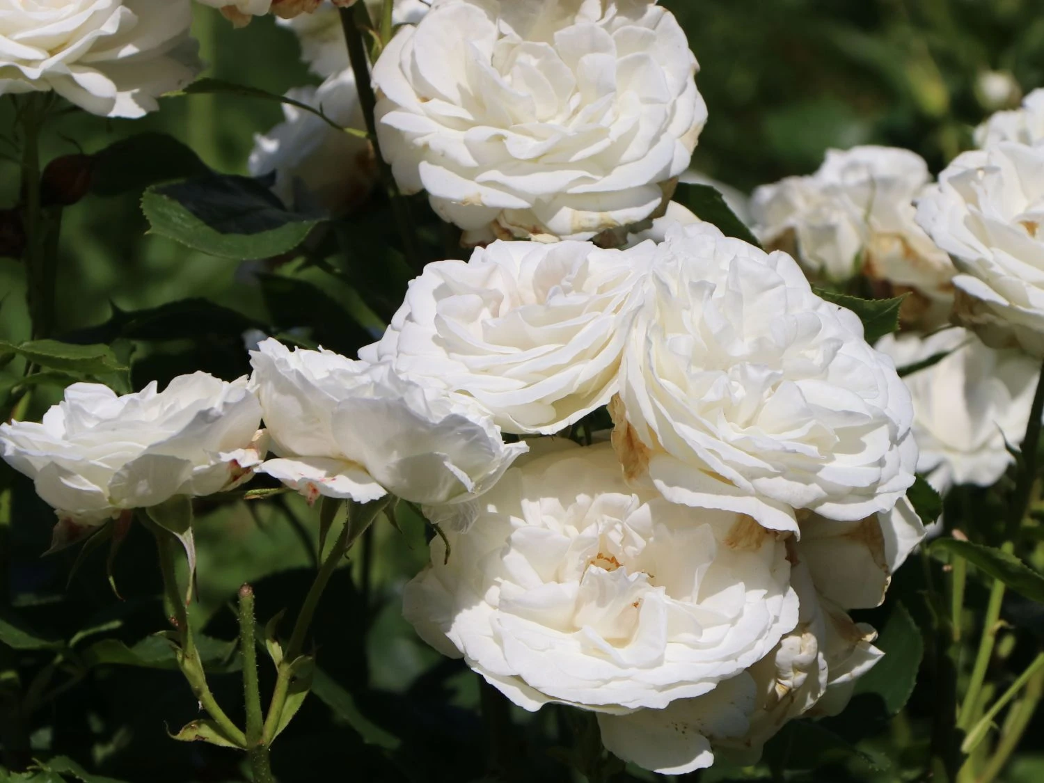 Edelrose 'Annapurna' 6 Edelrose 'Annapurna' – Bild 6