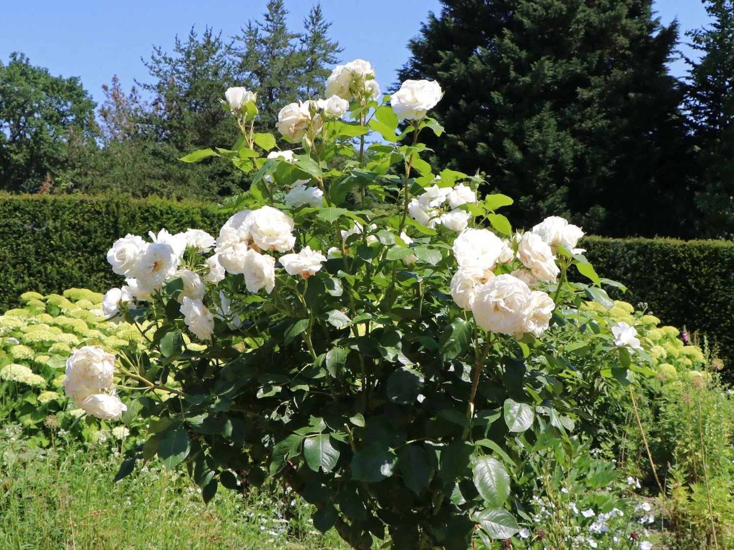 Edelrose 'Annapurna' 8 Edelrose 'Annapurna' – Bild 8