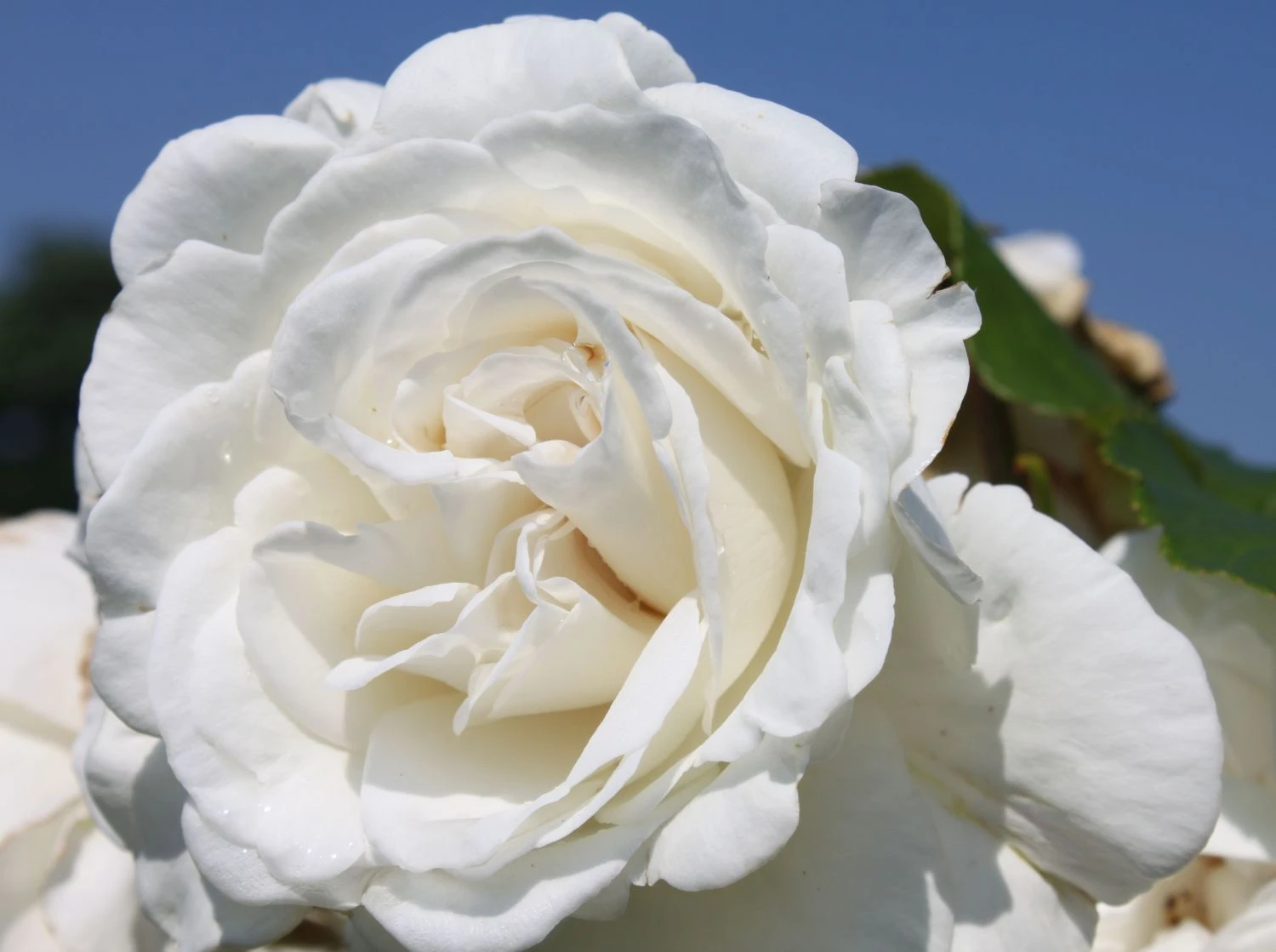 Edelrose 'Annapurna' 9 Edelrose 'Annapurna' – Bild 9