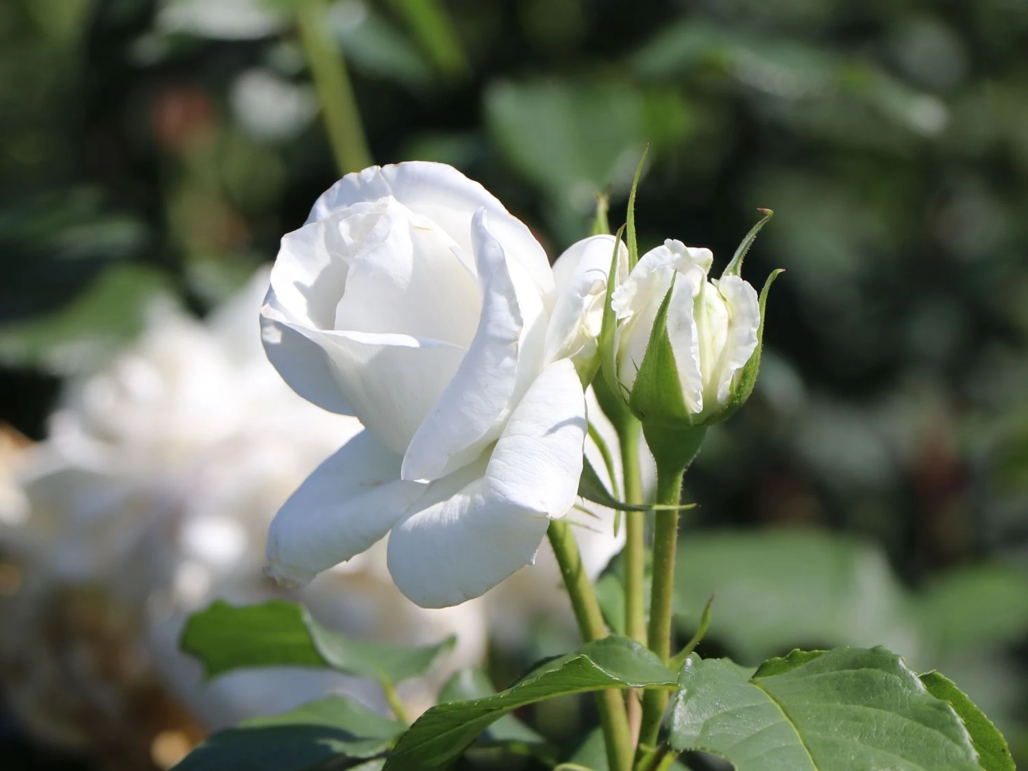 Edelrose 'Annapurna' 2 Edelrose 'Annapurna' – Bild 2