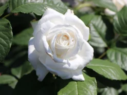 Edelrose 'Annapurna' 11 Edelrose 'Annapurna' -Deutschland Garten Funk Verkaufs-Shop edelrose annapurna m069580 w 6