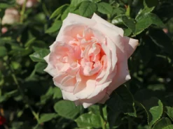 Edelrose 'Aphrodite' ®