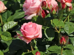 Edelrose 'Aphrodite' ® -Deutschland Garten Funk Verkaufs-Shop edelrose aphrodite m006016 w 1