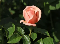 Edelrose 'Aphrodite' ® -Deutschland Garten Funk Verkaufs-Shop edelrose aphrodite m006016 w 2