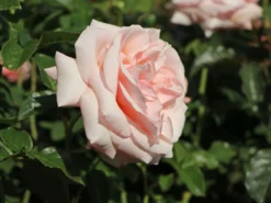 Edelrose 'Aphrodite' ® -Deutschland Garten Funk Verkaufs-Shop edelrose aphrodite m006016 w 3