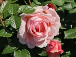 Edelrose 'Aphrodite' ® -Deutschland Garten Funk Verkaufs-Shop edelrose aphrodite m006016 w 4