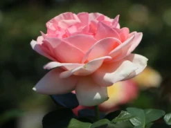 Edelrose 'Aphrodite' ® -Deutschland Garten Funk Verkaufs-Shop edelrose aphrodite m006016 w 6