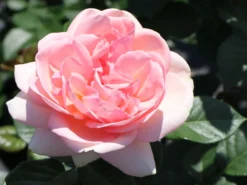 Edelrose 'Aphrodite' ® -Deutschland Garten Funk Verkaufs-Shop edelrose aphrodite m006016 w 8