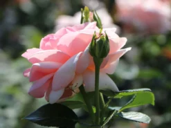 Edelrose 'Aphrodite' ® -Deutschland Garten Funk Verkaufs-Shop edelrose aphrodite m006016 w 9