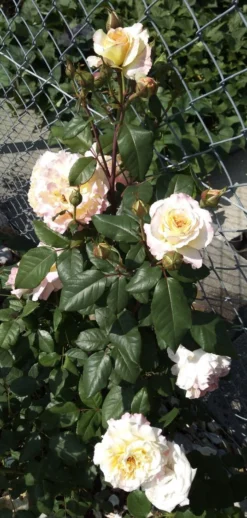 Edelrose 'Aquarell' ® -Deutschland Garten Funk Verkaufs-Shop edelrose aquarell m054911 1385065 1