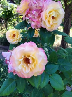 Edelrose 'Aquarell' ® -Deutschland Garten Funk Verkaufs-Shop edelrose aquarell m054911 615954 0