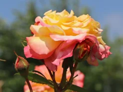 Edelrose 'Aquarell' ®