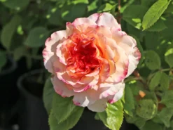 Edelrose 'Aquarell' ® -Deutschland Garten Funk Verkaufs-Shop edelrose aquarell m054911 w 0