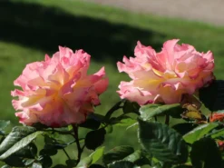 Edelrose 'Aquarell' ® -Deutschland Garten Funk Verkaufs-Shop edelrose aquarell m054911 w 10