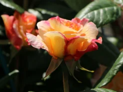 Edelrose 'Aquarell' ® -Deutschland Garten Funk Verkaufs-Shop edelrose aquarell m054911 w 13
