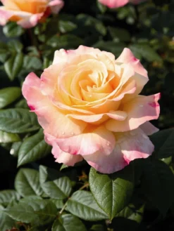 Edelrose 'Aquarell' ® -Deutschland Garten Funk Verkaufs-Shop edelrose aquarell m054911 w 2