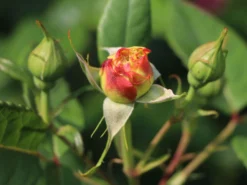 Edelrose 'Aquarell' ® -Deutschland Garten Funk Verkaufs-Shop edelrose aquarell m054911 w 5