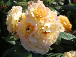 Edelrose 'Aquarell' ® -Deutschland Garten Funk Verkaufs-Shop edelrose aquarell m054911 w 7