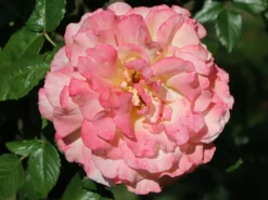 Edelrose 'Aquarell' ® -Deutschland Garten Funk Verkaufs-Shop edelrose aquarell m054911 w 8