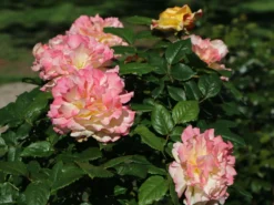 Edelrose 'Aquarell' ® -Deutschland Garten Funk Verkaufs-Shop edelrose aquarell m054911 w 9