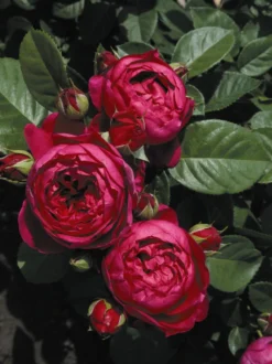 Edelrose 'Ascot' ® -Deutschland Garten Funk Verkaufs-Shop edelrose ascot m054917 w 0
