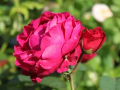 Edelrose 'Ascot' ® -Deutschland Garten Funk Verkaufs-Shop edelrose ascot m054917 w 10